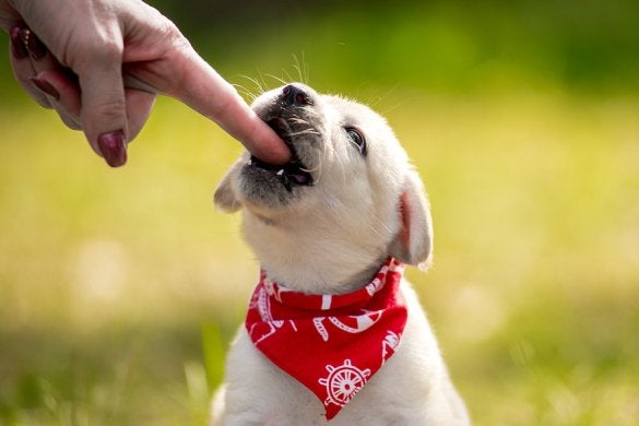 Infections caused by Dog Bites